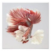 Roos Dumbo Halfmoon Betta Fish 2 Foto Afdruk (Voorkant)