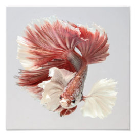 Roos Dumbo Halfmoon Betta Fish 2 Foto Afdruk