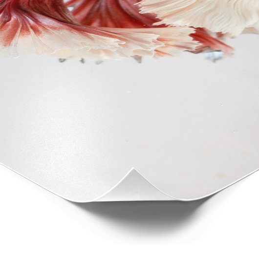 Roos Dumbo Halfmoon Betta Fish Print Foto Afdruk (Hoek)