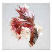 Roos Dumbo Halfmoon Betta Fish Print Foto Afdruk (Voorkant)