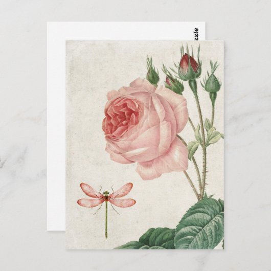 Roos en dragonfly Briefkaart (Voorkant / Achterkant)