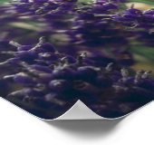 Roos en lavendelbloesem uit de Provence tuin Poster (Hoek)