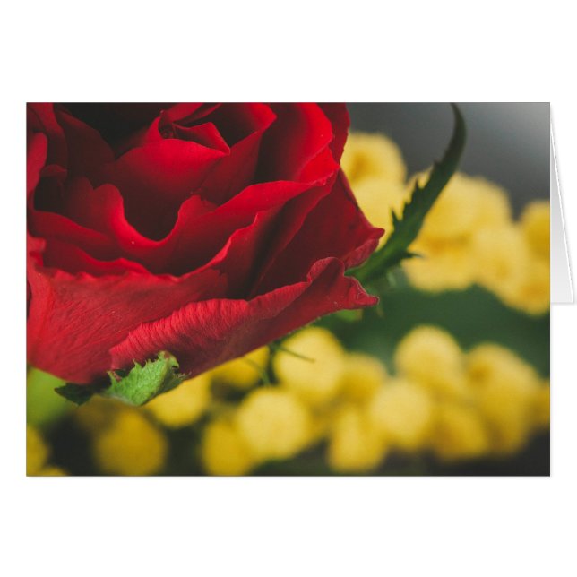 Roos en moslims (Voorkant Horizontaal)