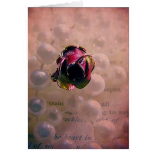 Roos en parels leven nog (Voorkant)