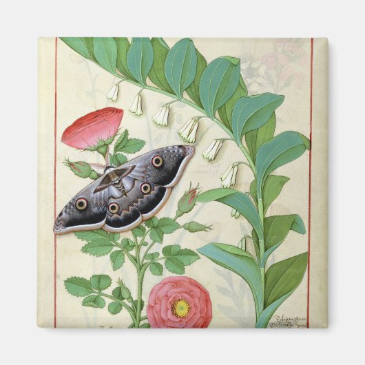 Roos en polygonatum magneet (Voorkant)