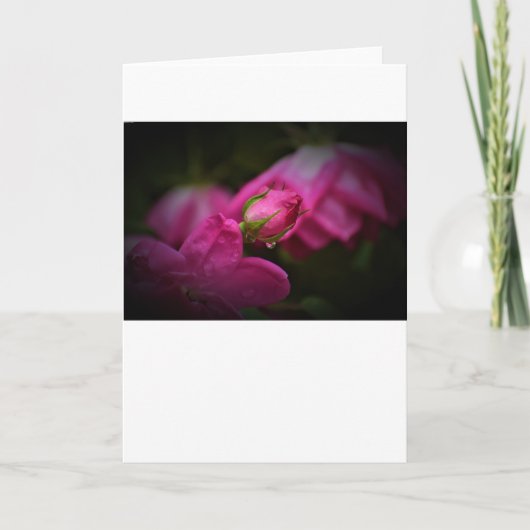 Roos en regendruppels, kaart (Voorkant)