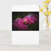 Roos en regendruppels, kaart (Gele Bloem)