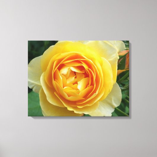 roos en rosebud canvas afdruk (Voorkant)