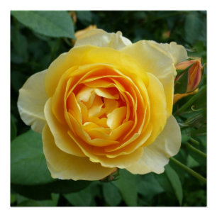 roos en rosebud perfect poster