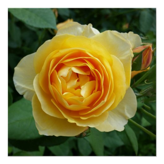 roos en rosebud perfect poster (Voorkant)