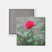 Roos en steen magneet (Voorkant / Achterkant)