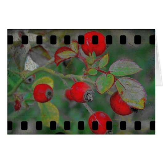 Roos Film 2 (Voorkant Horizontaal)