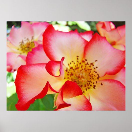 Roos Flowers art prints Colorful Bright Rozen (Voorkant)