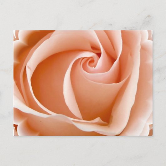 Roos Foto Briefkaart (Voorkant)