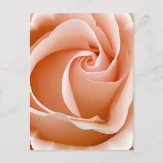 Roos Foto Briefkaart (Voorkant)