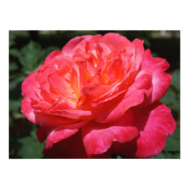 Roos Fotografie Big Pink Red Rose Floral Foto Afdruk