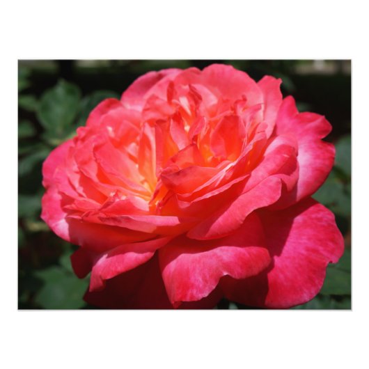 Roos Fotografie Big Pink Red Rose Floral Foto Afdruk (Voorkant)