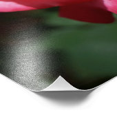 Roos Fotografie Big Pink Red Rose Floral Foto Afdruk (Hoek)