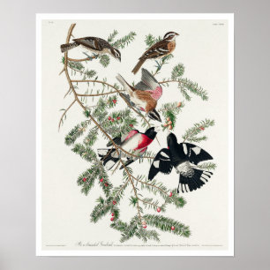 Roos-gebrande Grosbeak van het Poster van Audubon