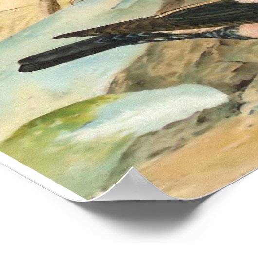 Roos-gekleurde Starling  vogelillustratie Poster (Hoek)