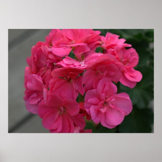 Roos Geranium Flower Poster (Voorkant)