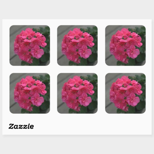 Roos Geranium Flower Vierkante Sticker (Vel)
