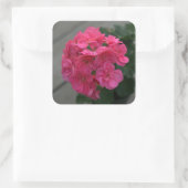 Roos Geranium Flower Vierkante Sticker (Tas)