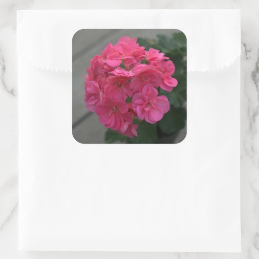Roos Geranium Flower Vierkante Sticker (Tas)