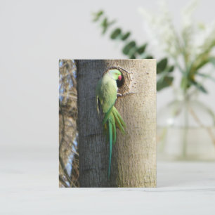 Roos geringde parkiet in Tree DIY Briefkaart