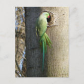 Roos geringde parkiet in Tree DIY Briefkaart (Voorkant)