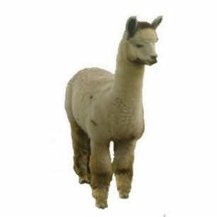 Roos Gray Alpaca Staand Fotobeeldje