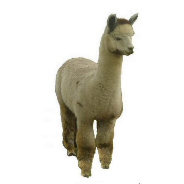 Roos Gray Alpaca Staand Fotobeeldje (Voorkant)