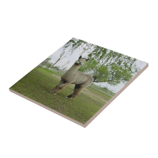 Roos Gray Alpaca Tegel Tegeltje (Zijkant)