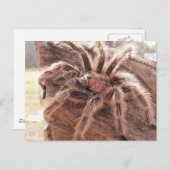 Roos Hair Tarantula Briefkaart (Voorkant / Achterkant)