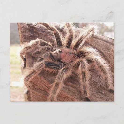 Roos Hair Tarantula Briefkaart (Voorkant)