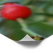 Roos-heupherfst Poster Phto (Hoek)