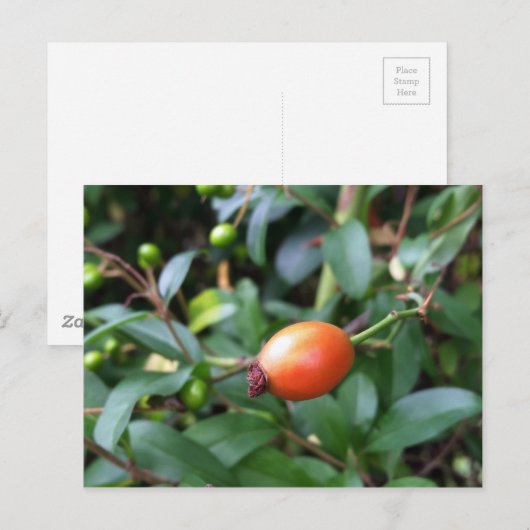 Roos heuppen briefkaart (Voorkant / Achterkant)