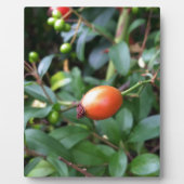 Roos heuppen fotoplaat (Voorkant)