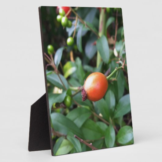 Roos heuppen fotoplaat (Zijkant)