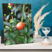 Roos heuppen fotoplaat (Zijkant)