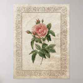  Roos I Botanisch Poster