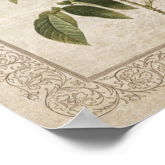  Roos II Botanisch Poster (Hoek)