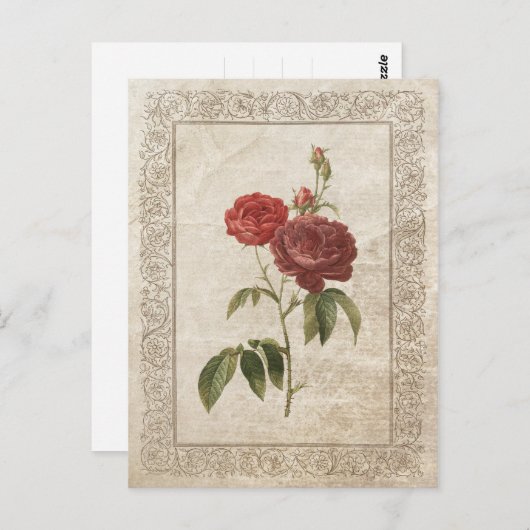  ROOS II BRIEFKAART (Voorkant / Achterkant)