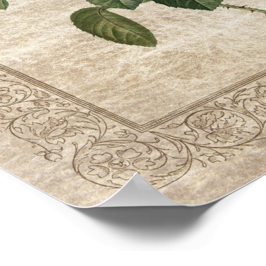  Roos III Botanisch Poster (Hoek)