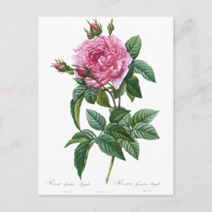 Roos Illustratie Oud historisch Briefkaart