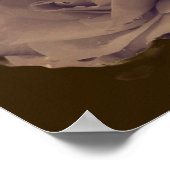 Roos in bloei met regendruppels  poster (Hoek)