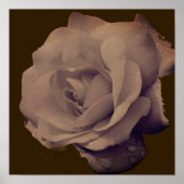 Roos in bloei met regendruppels  poster