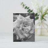 Roos in bloem in zwarte witte ventilator briefkaart (Staand voorkant)