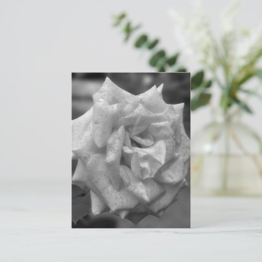 Roos in bloem in zwarte witte ventilator briefkaart (Staand voorkant)