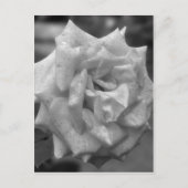 Roos in bloem in zwarte witte ventilator briefkaart (Voorkant)